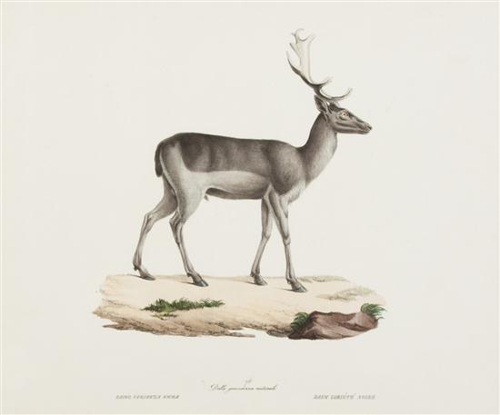 (MAMMALS) SAINT-HILAIRE GEOFFREY;