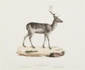 (MAMMALS) SAINT-HILAIRE GEOFFR