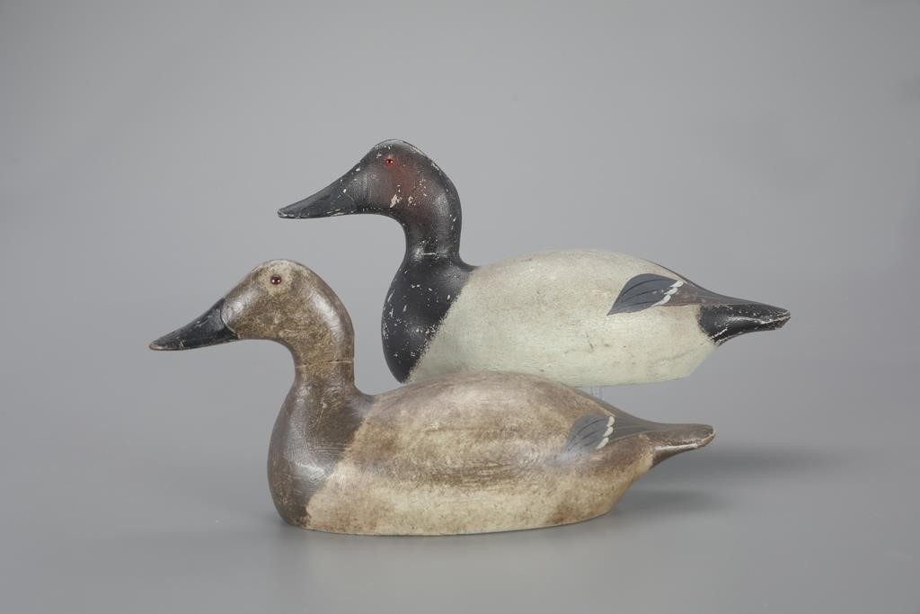 MAMMOTH-GRADE CANVASBACK