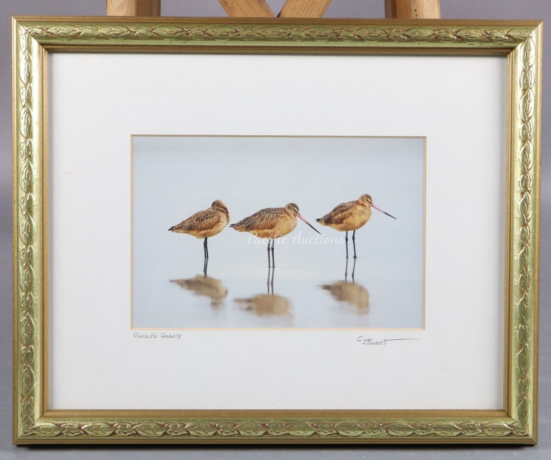 MARBLED GODWITS BY CJ HOCKETT