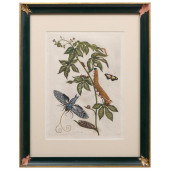 MARIA SIBYLLA MERIAN (1647-171