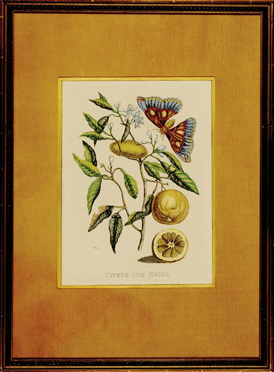 Maria Sibylla Merian (after) German