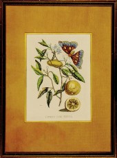 Maria Sibylla Merian (after) G