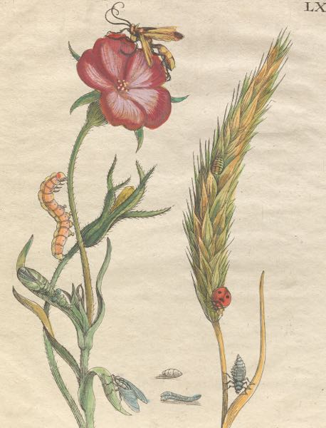 MARIA SIBYLLA MERIAN (SWISS,