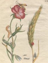 MARIA SIBYLLA MERIAN (SWISS, 1