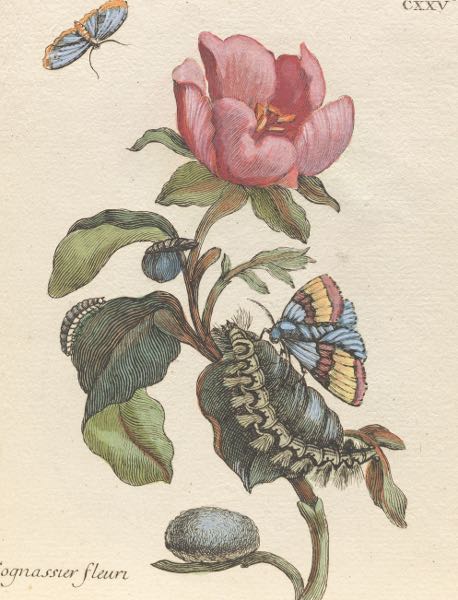 MARIA SIBYLLA MERIAN (SWISS,