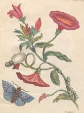 MARIA SIBYLLA MERIAN (SWISS, 1