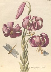 MARIA SIBYLLA MERIAN (SWISS, 1