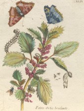 MARIA SIBYLLA MERIAN (SWISS, 1