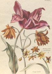 MARIA SIBYLLA MERIAN (SWISS, 1