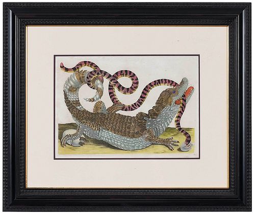 MARIA SIBYLLA MERIAN(German,