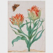 MARIA SYBILLA MERIAN (1647-171