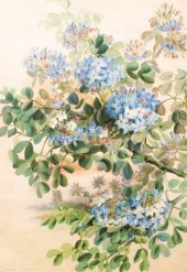 Marian Ellis Rowan (Australian