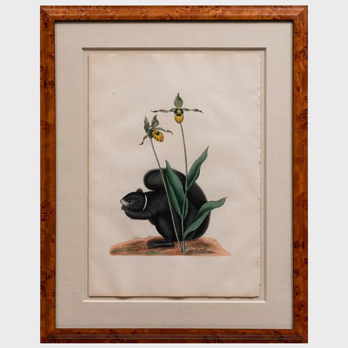 MARK CATESBY (1679-1749): SCIURUS