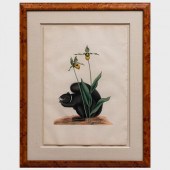 MARK CATESBY (1679-1749): SCIU