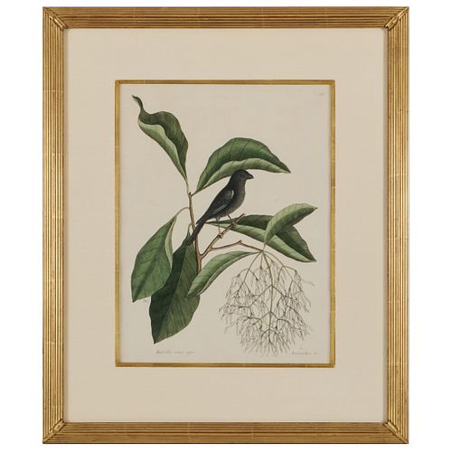 MARK CATESBY (1683-1749):