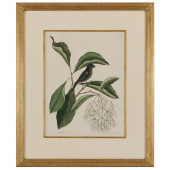 MARK CATESBY (1683-1749): ORIN
