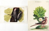 Mark Catesby (after) (British
