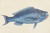 MARK CATESBY (AMERICAN, 1679 -
