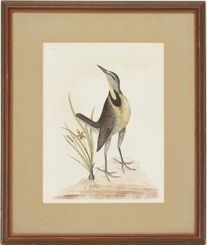 MARK CATESBY BIRD PRINT, THE