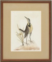 MARK CATESBY BIRD PRINT, THE L