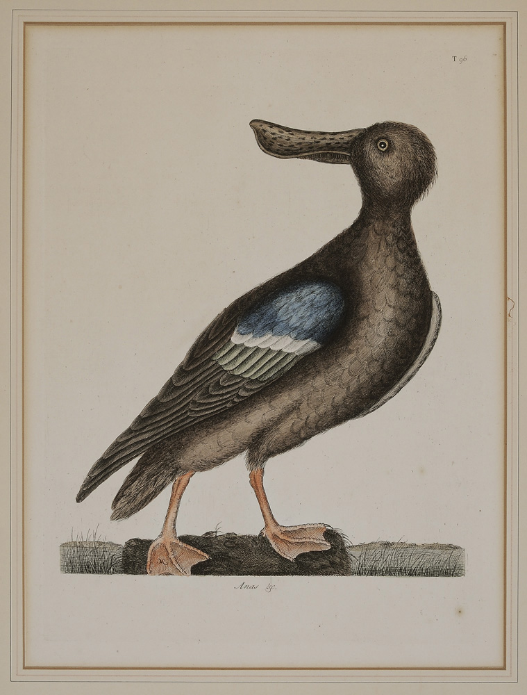 Mark Catesby (British, 1679-1749)