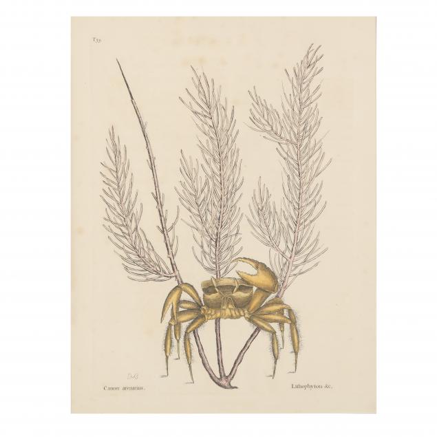 MARK CATESBY (BRITISH,
