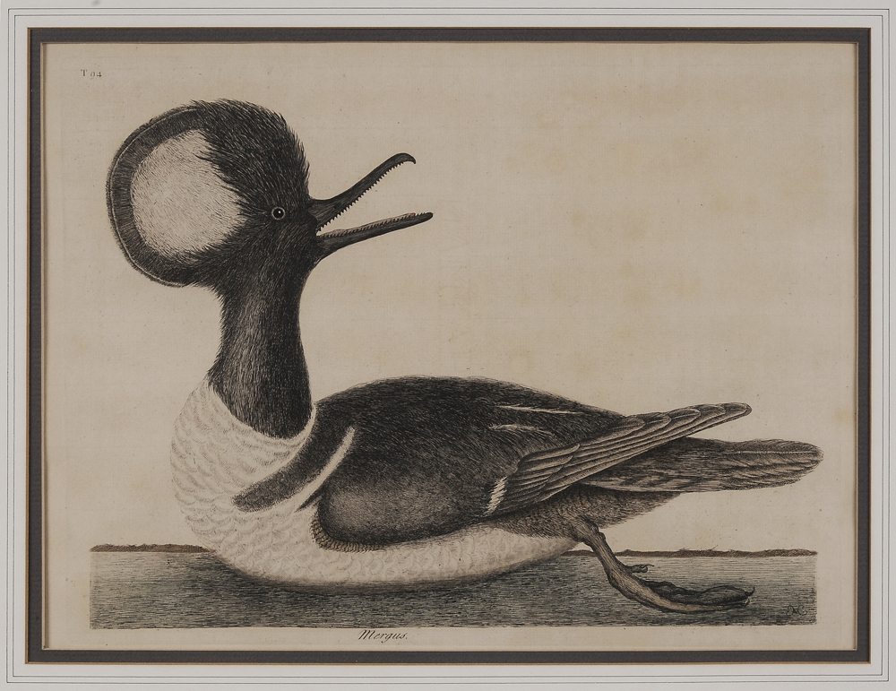 Mark Catesby (British, 1679-1749)