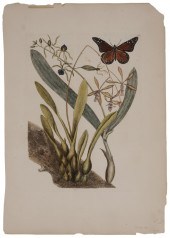 Mark Catesby (British, 1679-17