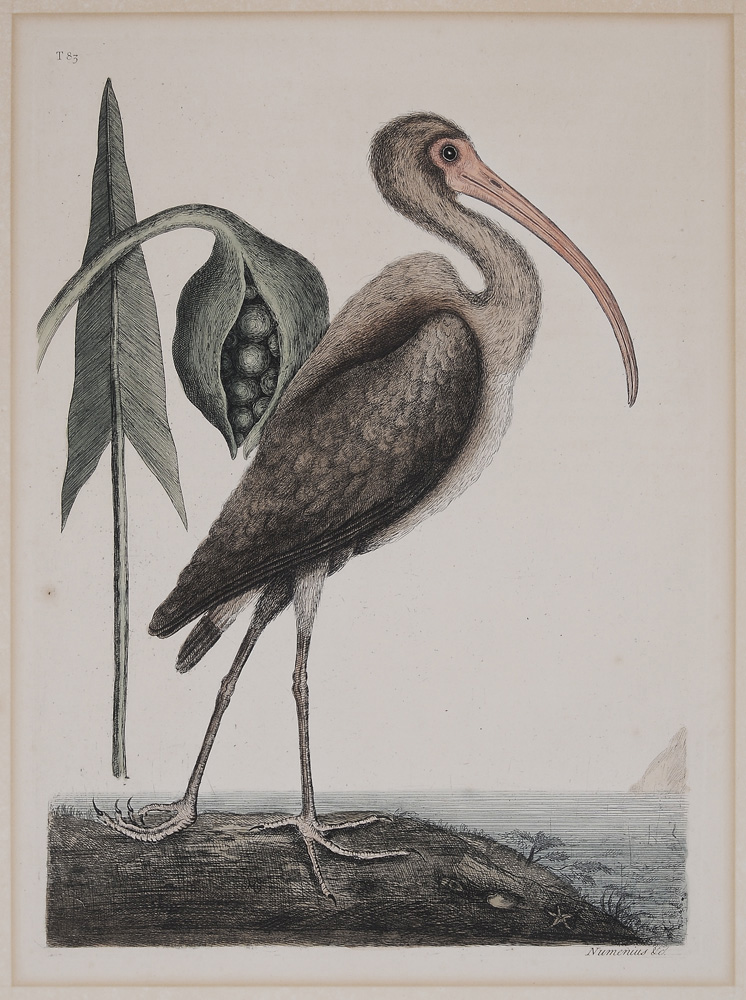 Mark Catesby (British, 1679-1749)