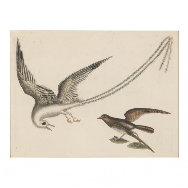 MARK CATESBY (BRITISH,