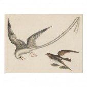MARK CATESBY (BRITISH, 1679-17