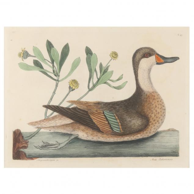 MARK CATESBY (BRITISH,