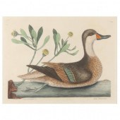 MARK CATESBY (BRITISH, 1679–17