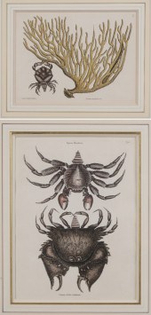 Mark Catesby (British, 1679-17
