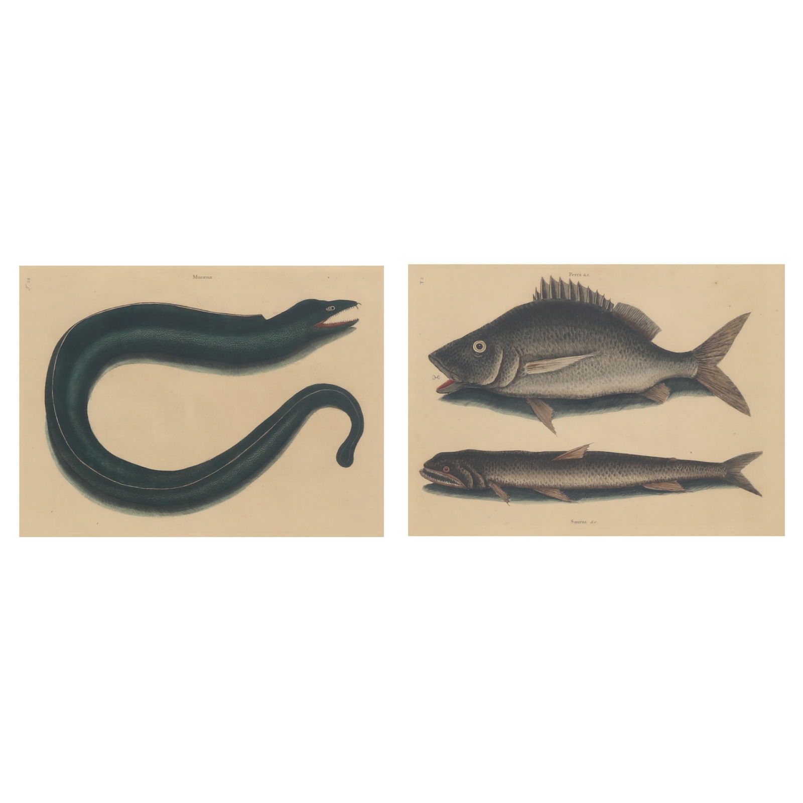 MARK CATESBY (BRITISH,