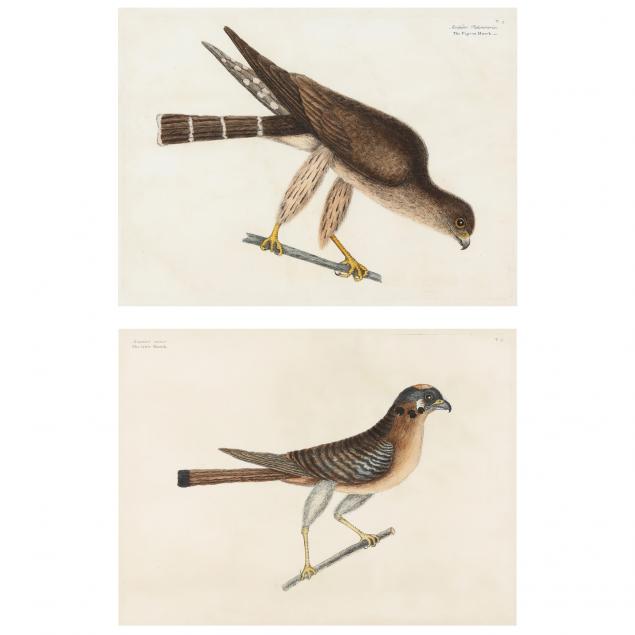 MARK CATESBY (BRITISH,