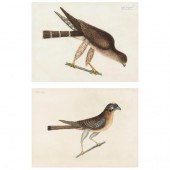 MARK CATESBY (BRITISH, 1679-17