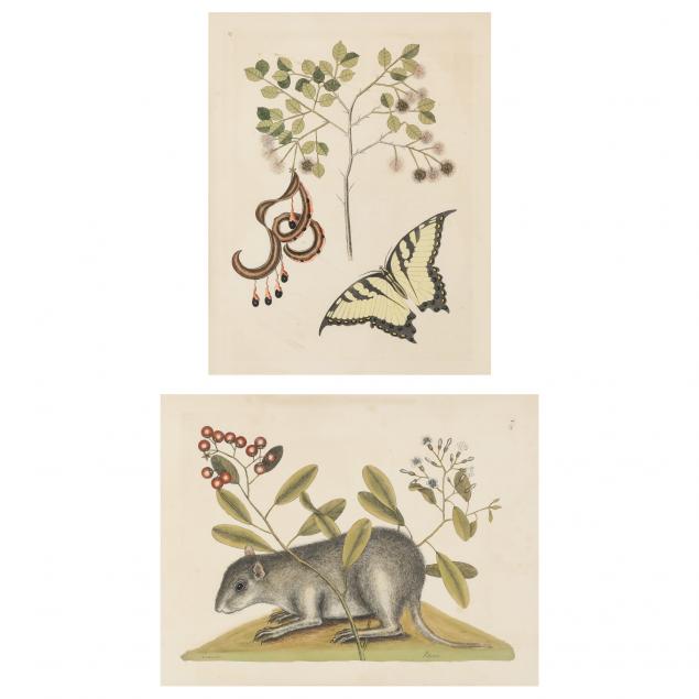 MARK CATESBY (BRITISH,