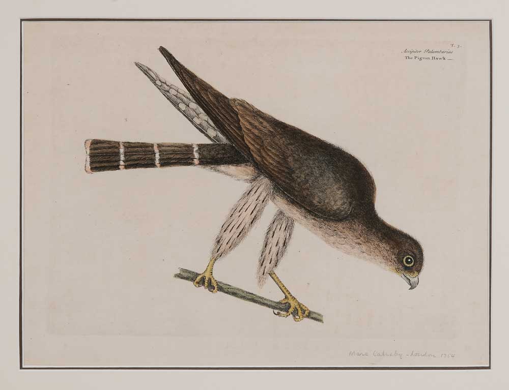 Mark Catesby (British, 1682-1749)