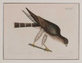 Mark Catesby (British, 1682-17