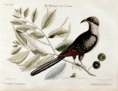 Mark Catesby British (1682-174