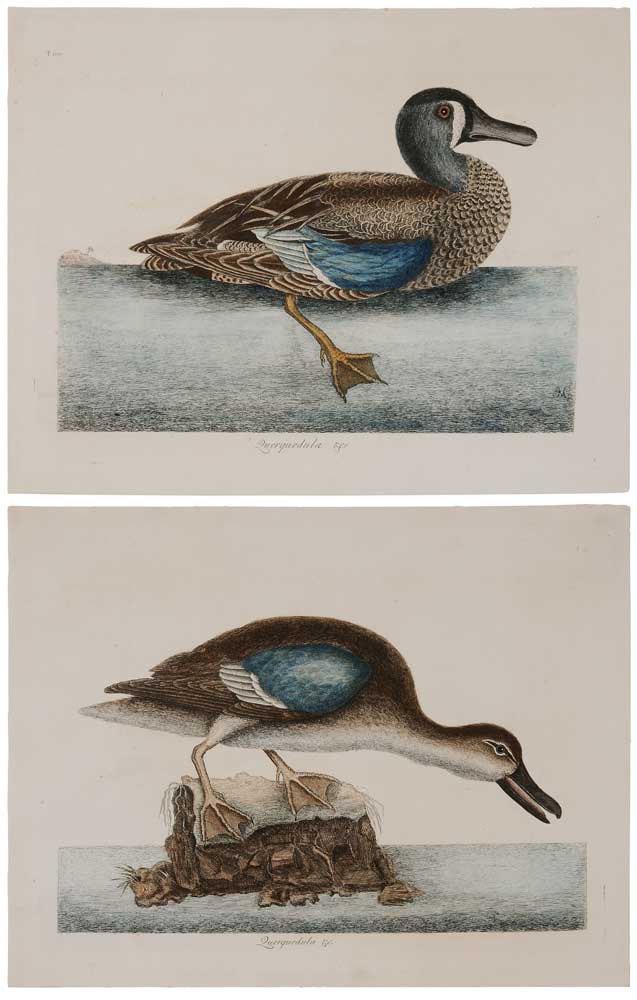 Mark Catesby (British, 1682-1749)