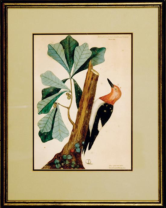 Mark Catesby British (1682-1749)