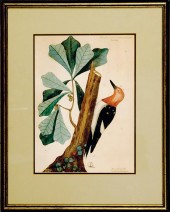 Mark Catesby British (1682-174
