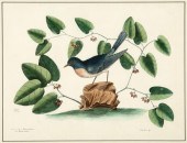 MARK CATESBY (BRITISH, 1683-17