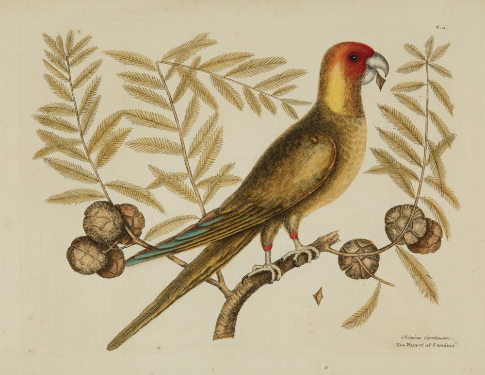 MARK CATESBY (BRITISH,