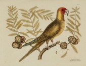 MARK CATESBY (BRITISH, 1683-17