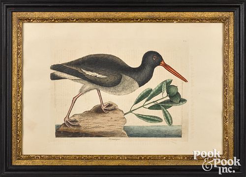 MARK CATESBY COLOR ENGRAVING
