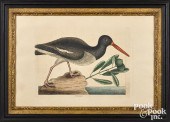 MARK CATESBY COLOR ENGRAVING H